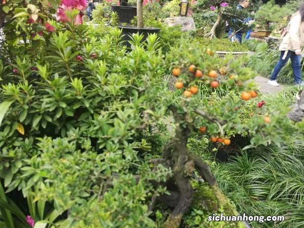 金弹子盆景怎么过夏天