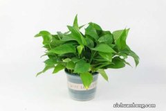 夏天如何养绿萝