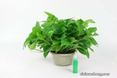 夏天绿萝怎么浇水