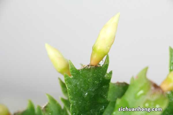 夏天怎样扦插蟹爪兰