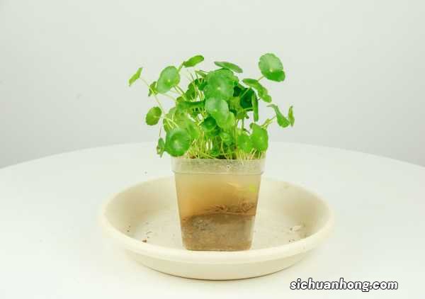 铜钱草用什么盆养最好，用无孔花盆行吗