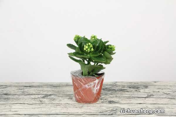 长寿花什么季节摘心,摘心摘什么位置