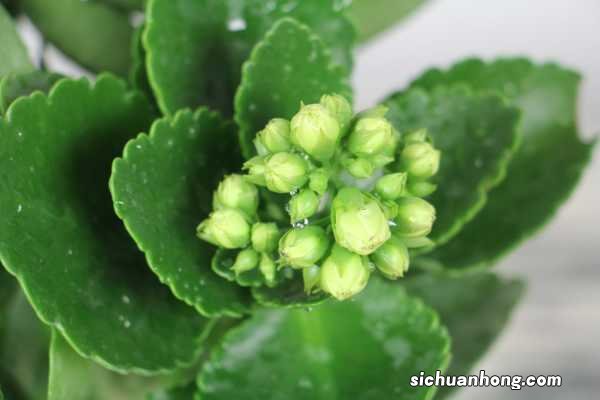 长寿花可以浇铁锈水吗，冬天怎样浇水