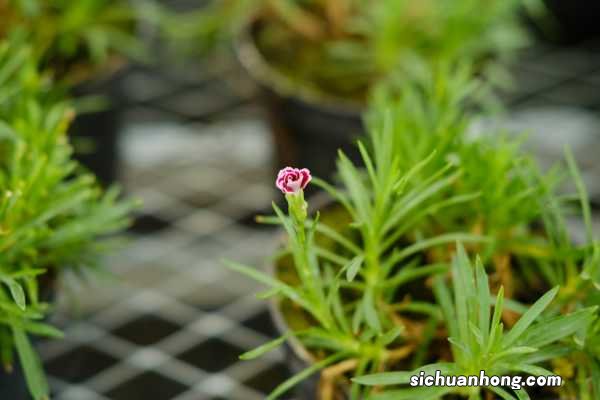 康乃馨适合送病人吗?送多少朵、什么颜色比较好