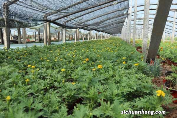 孔雀草种子怎么采收