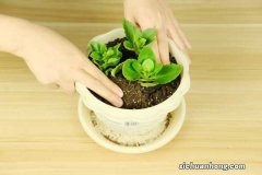 冬天长寿花浇水方法，经常浇水好吗