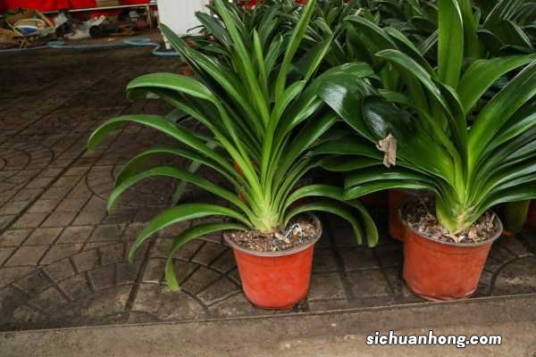 君子兰的国兰是什么,国兰和鞍山兰的区别是什么