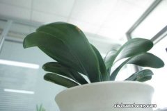 君子兰夏天如何养护