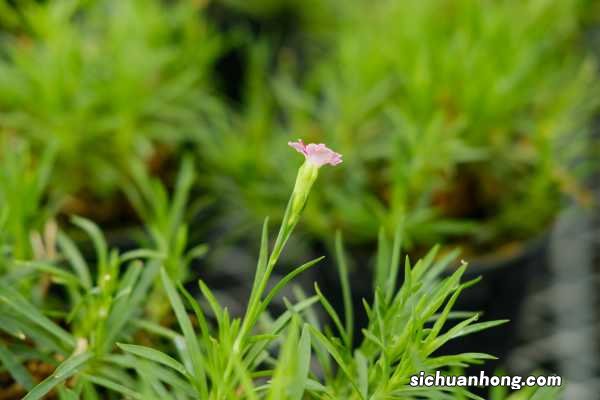 康乃馨种子的种植方法：怎么催芽，需要泡水吗