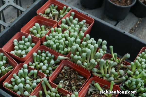 五十铃玉秋天怎么养