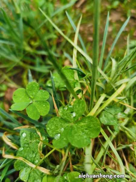 酢浆草夏天怎么养