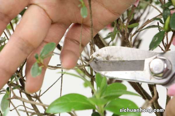 映山红夏天怎么盆栽养