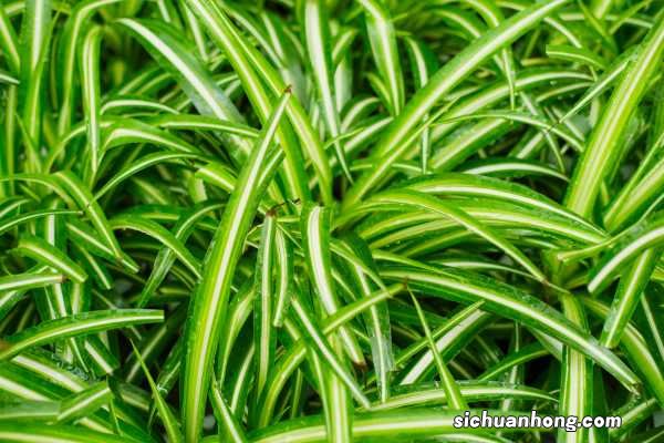 吊兰养殖有“四忌”,避开这4点,叶子疯长成瀑布