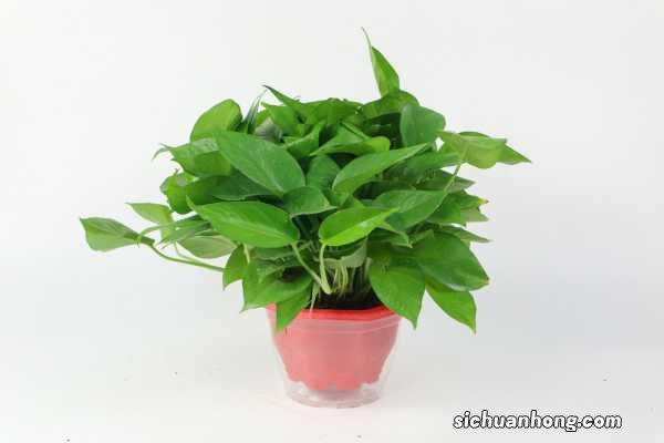 一棵绿萝七个鬼啥意思：关于绿萝招阴的说法是真的吗