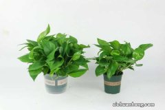 卧室放绿萝还是放吊兰，作用和区别是什么，哪个风水好