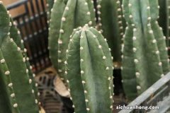 量天尺有毒吗，能不能家养