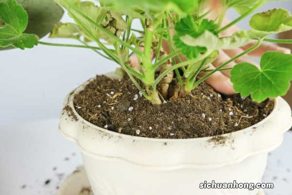 天竺葵花语和象征:白色、红色天竺葵的花语分别是什么