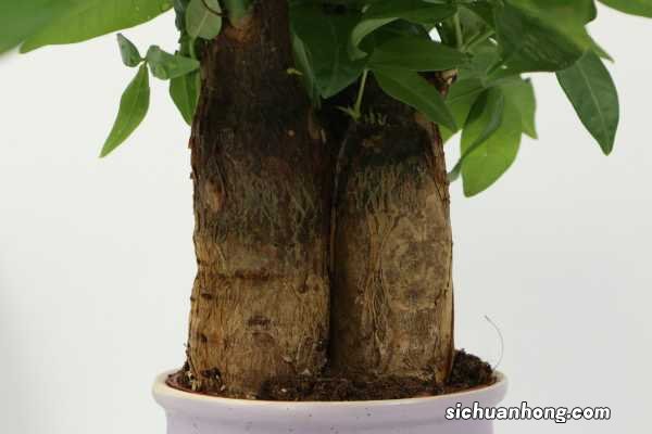 大发财树换土会不会死,死了怎么救活