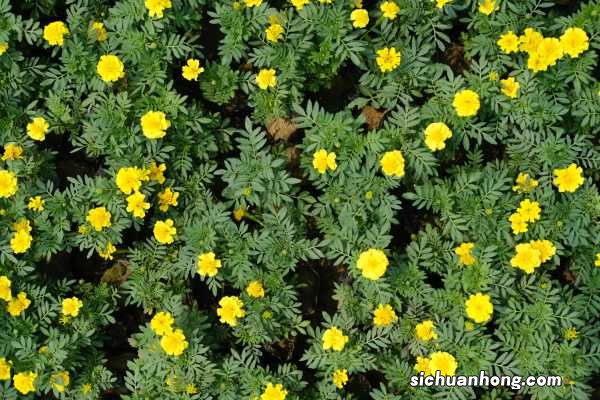 孔雀草发芽率,种子的生长过程