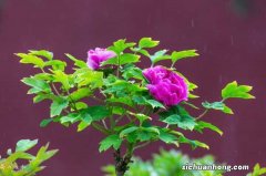 牡丹花的花语和象征意思 牡丹花的花语是什么