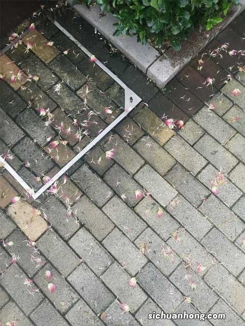 合欢花可以泡茶吗