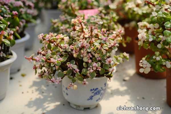 判断雅乐之舞是否缺水方法