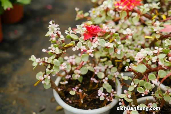 雅乐之舞种下要浇水吗，正确的浇水方法