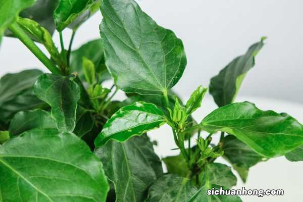 扶桑花的养殖方法和注意事项