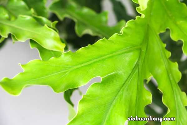 春羽的养殖方法和注意事项