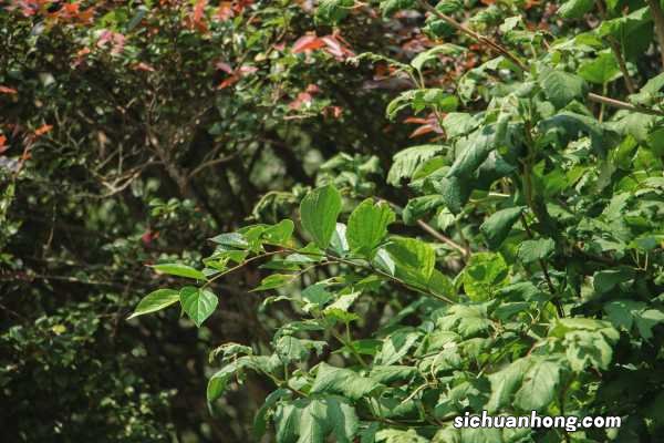 琼花有什么作用