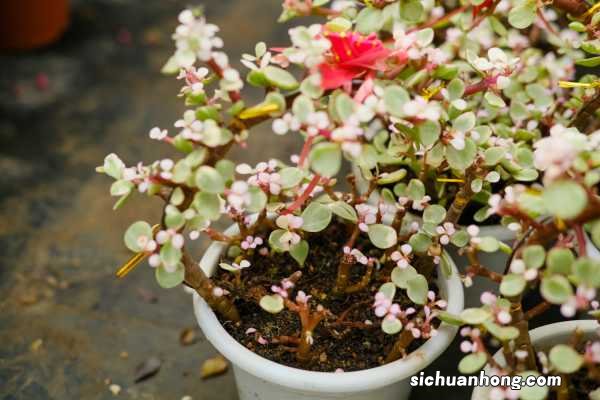 雅乐之舞叶片繁殖方法,可以扦插吗