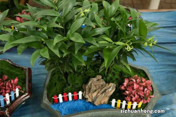 竹柏的养殖方法和注意事项