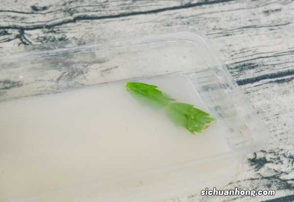 虎皮兰蟹爪兰,扒开一圈土,2天冒出38个芽!