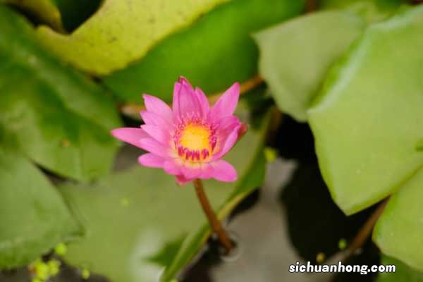 睡莲花语是什么,送睡莲代表什么意思?