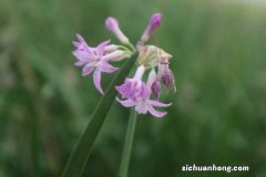 紫娇花的主要价值