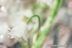 天冷就养“它”，最适合冬天种，特耐寒，东北的朋友也能养！