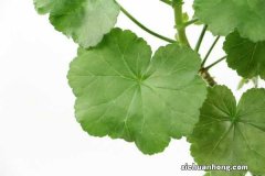 天竺葵的养殖方法和注意事项