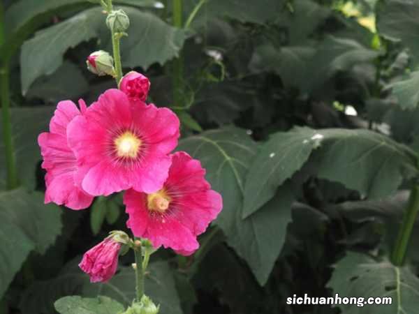 蜀葵图片