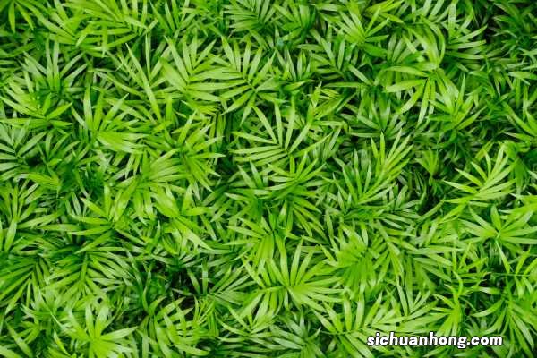 袖珍椰子换盆注意事项