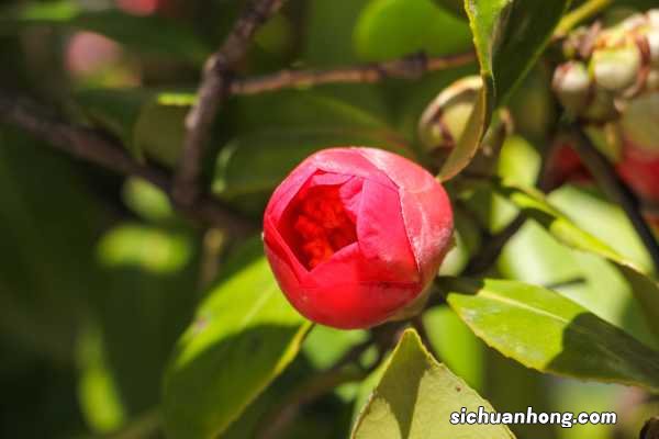 记住这5点,茶花疯狂冒花苞,开花碗口大!