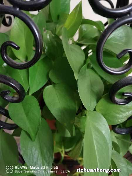 绿萝这个“小阀门”,打开“枝条”蹭蹭蹿,3个月长满墙!