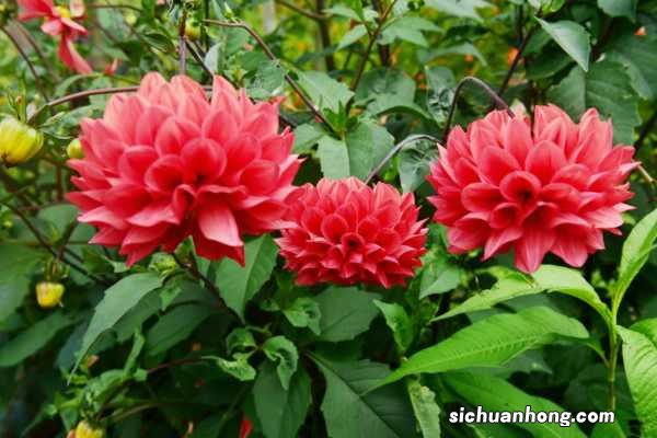 大丽花种植方法和时间