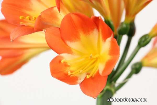 君子兰用这“2种”水浇,15天来一次,根壮实开花多!