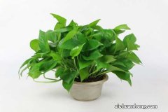 “绿萝”土里埋2粒“它”，叶子蹭蹭长不停，2月可爬满墙