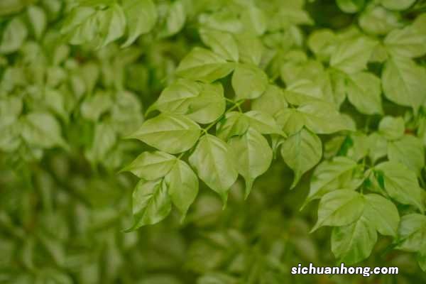 幸福树怎么移植才能活，移盆后注意事项