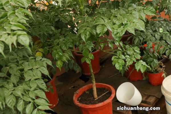 冬天幸福树怎样生新根，冬天怎样浇水