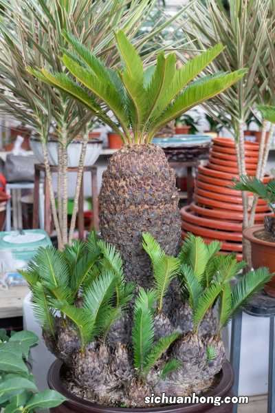 铁树什么时候施肥最好，怎么施肥