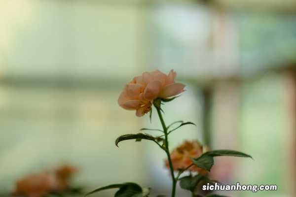 季节和地域 月季修剪时间和方法