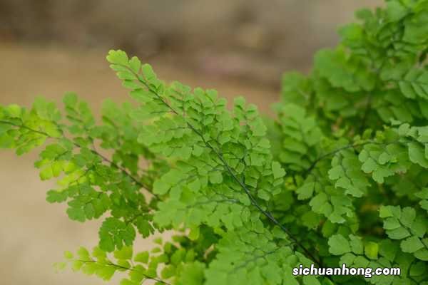 铁线蕨的养殖方法和注意事项