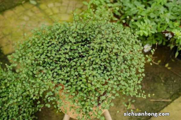 千叶吊兰的作用